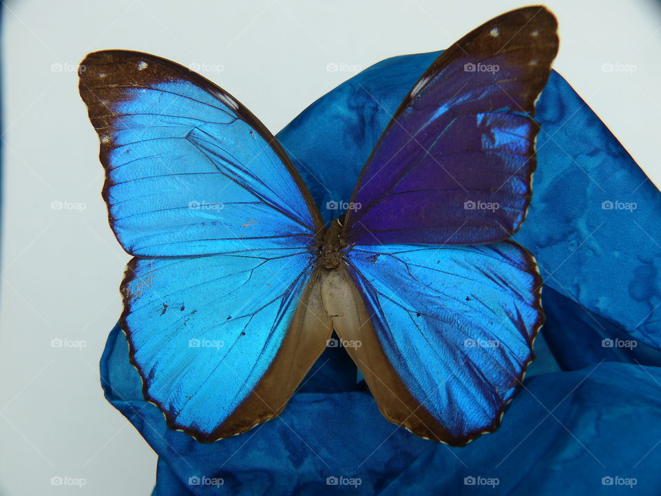 Dramatic blue butterfly image