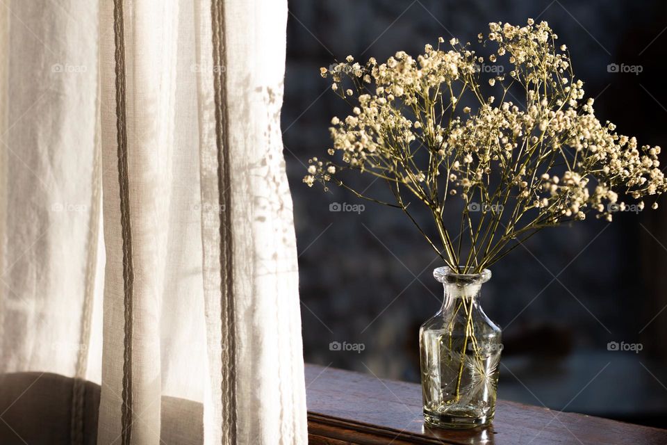 Plant in the vase