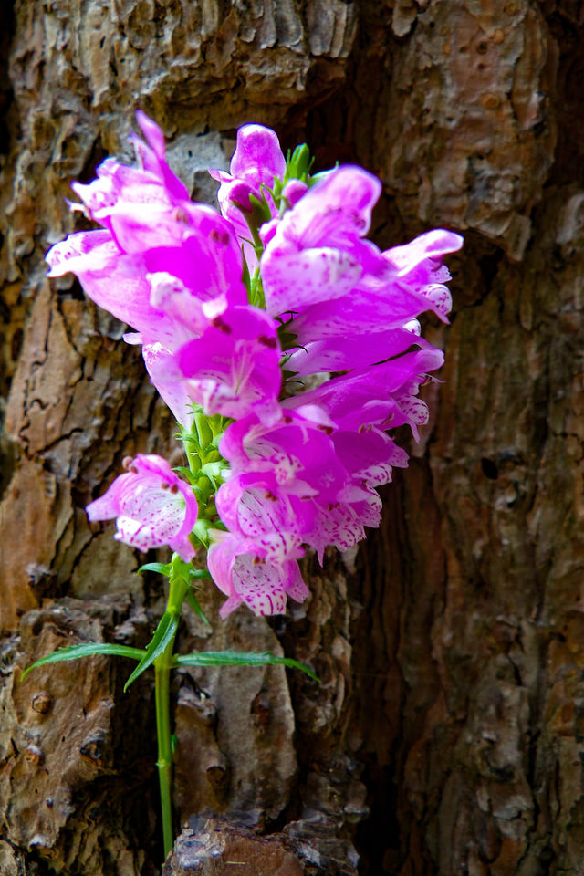 Pink Blossoms