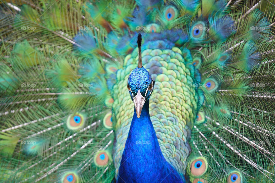 blue bird feathers peacock by ippocampo