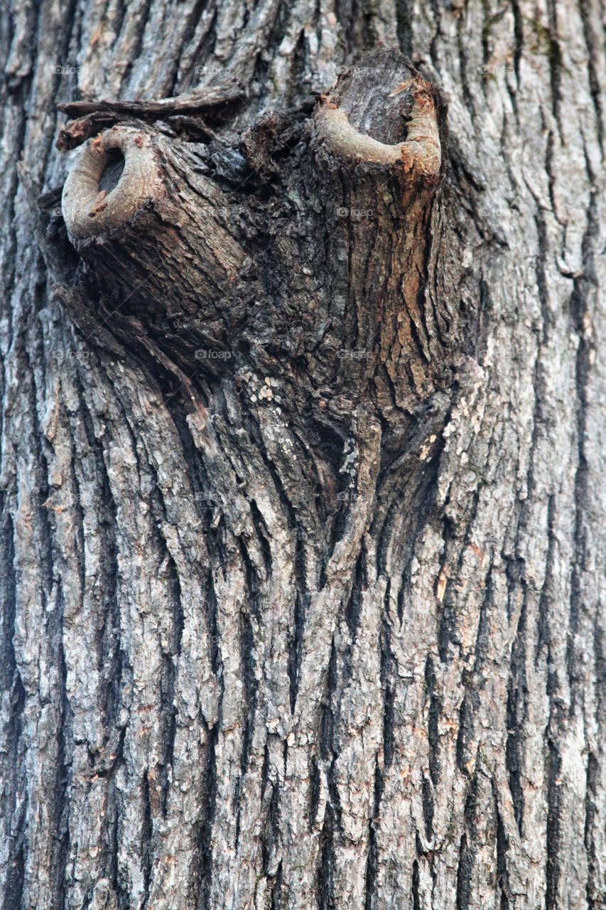 funny face on tree