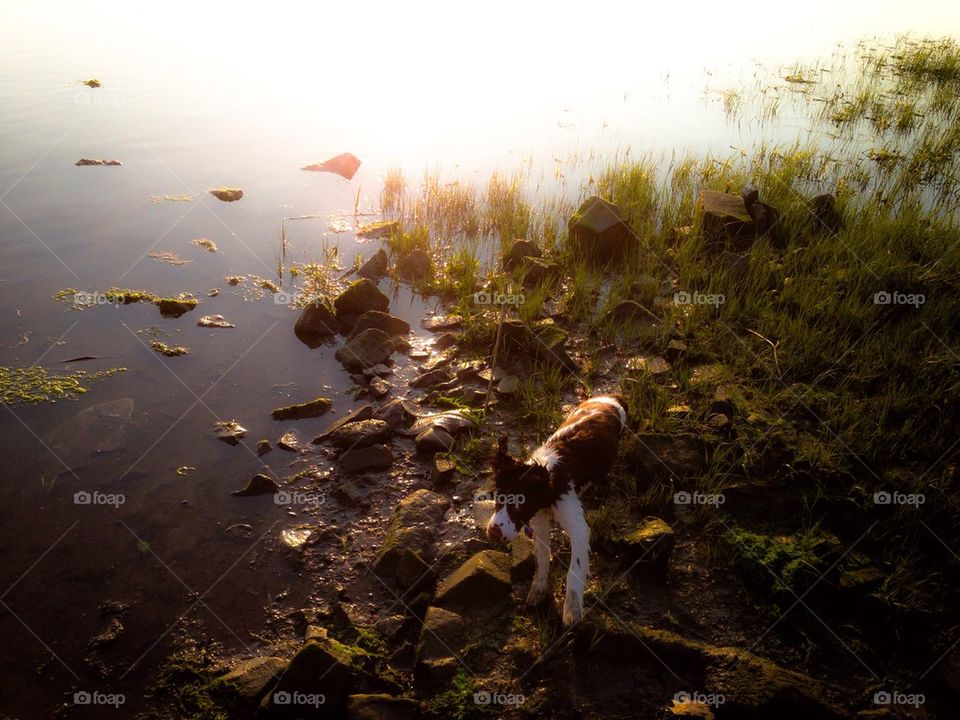 English Springer Spaniel