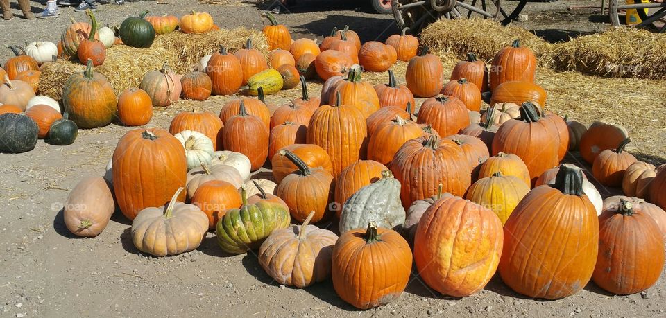 Pile of pumpkins. A day at the Pumpkin Patch
