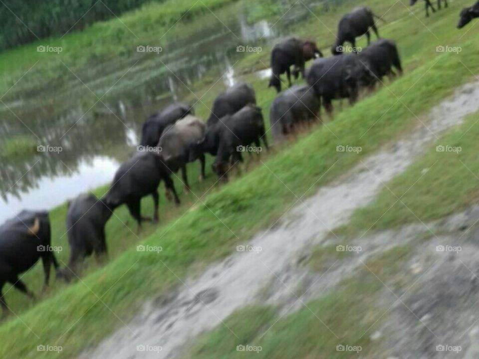 Buffalo grazing in rainy season