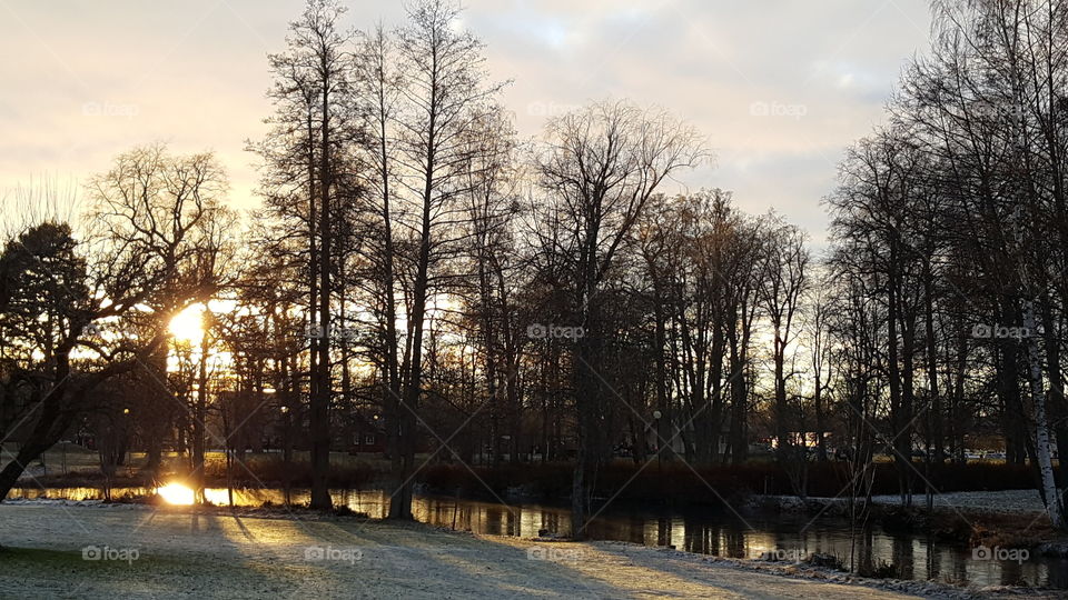 sunset in the forest