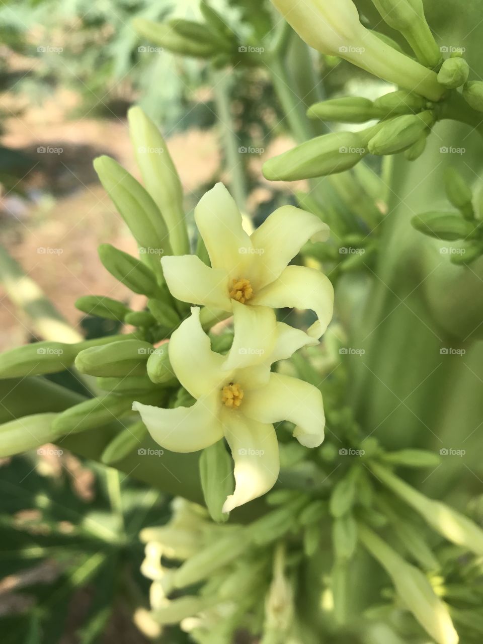 Carica papaya L. 