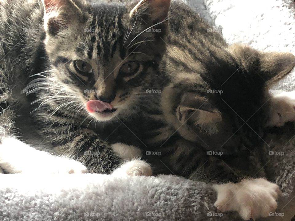 Striped kittens in grey bed one is needing and the other has his tongue out