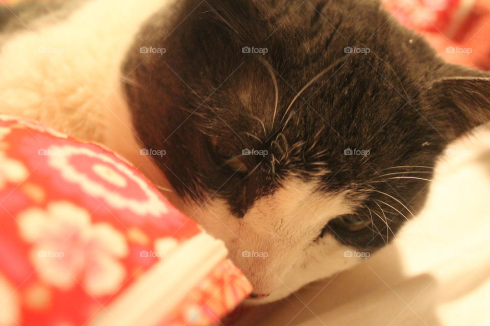 Closeup of my 22 pound grey and white cat Sal on my bed. He is the biggest suck of a cat and loves to cuddle. We call him our polar bear because he has the thickest fur. 