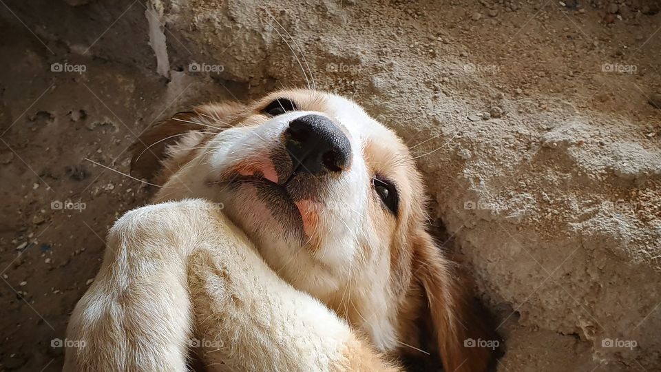 #rk #mobileclick #mobilephotography #samsungs10plus #outdoor #animal #pet #petsoffoap #dog #cute #puppy #portrait #fur #little #domestic #animallove #animallover #petlove #petlovers #cuddling #cuddlinglove