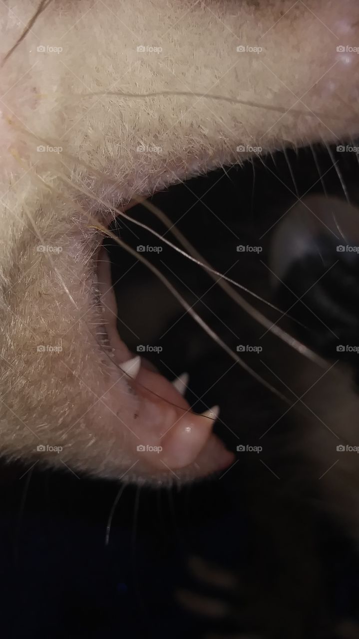 opossum teeth