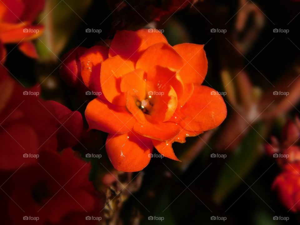 Tiny, delicate orange flower macro
