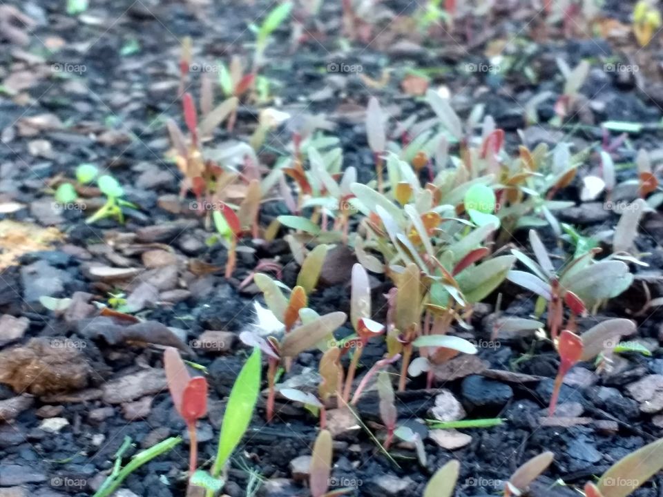 Amaranth Sprouts