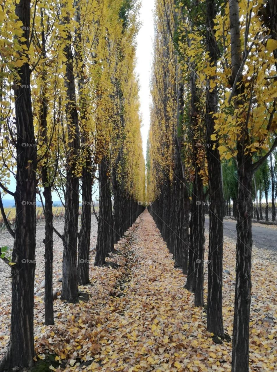 multiverse. árboles en otoño