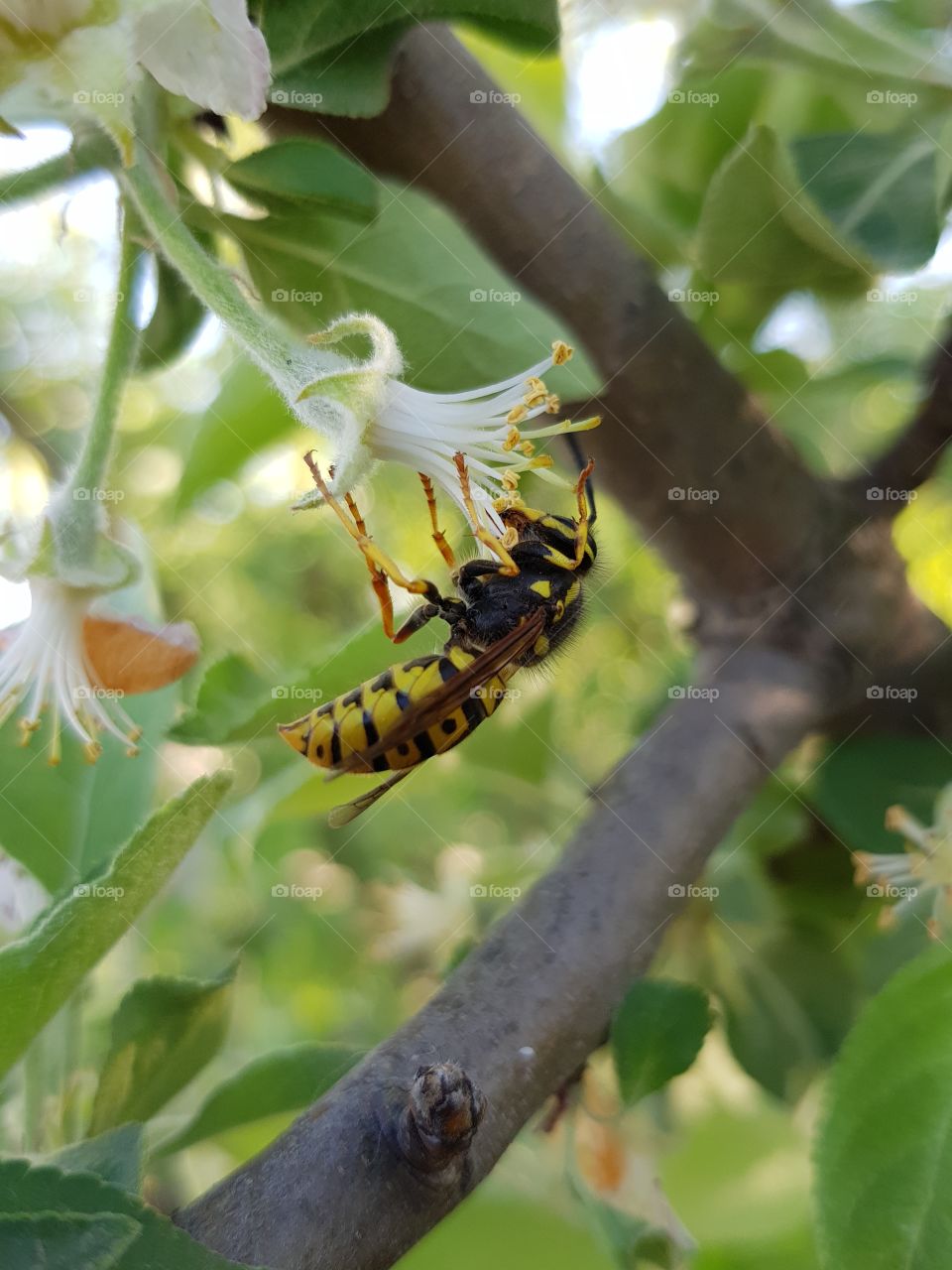 Pollination