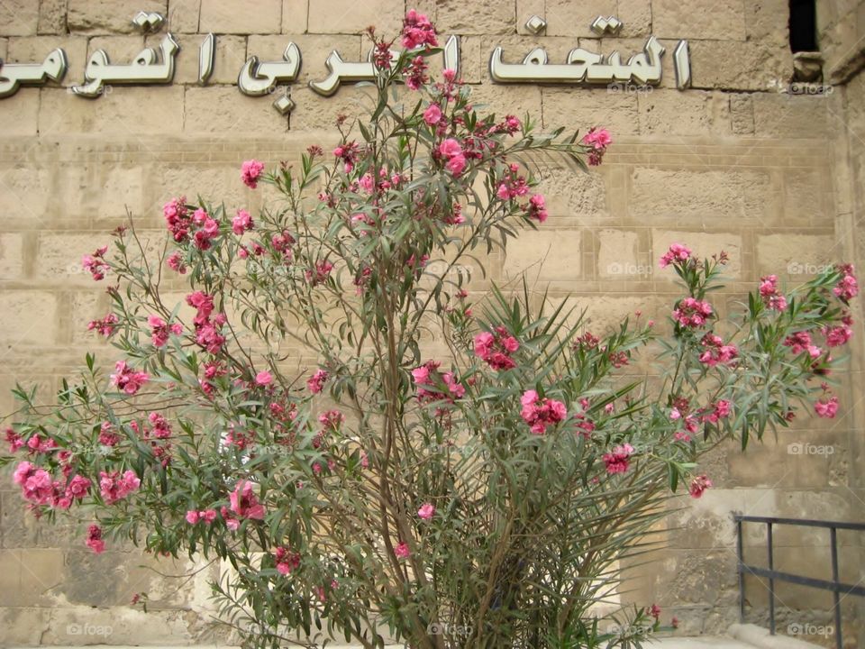 Cairo. Pink Against Stone