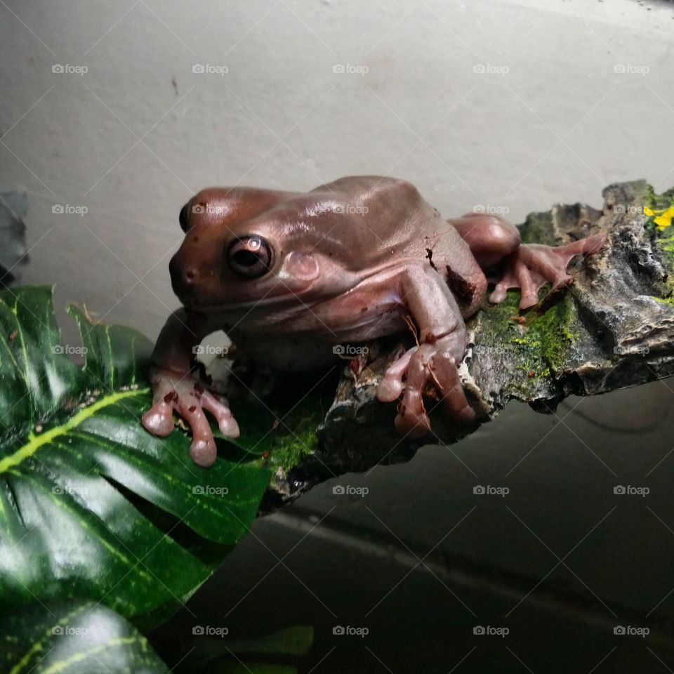 On the Hunt.. Molochai is a Whites Dumpy Tree Frog. She enjoys hunting and always keeps an eye on her crickets for just the right moment to pounce.