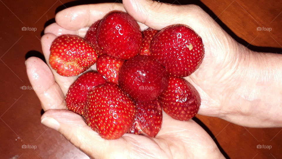 strawberries in the hands