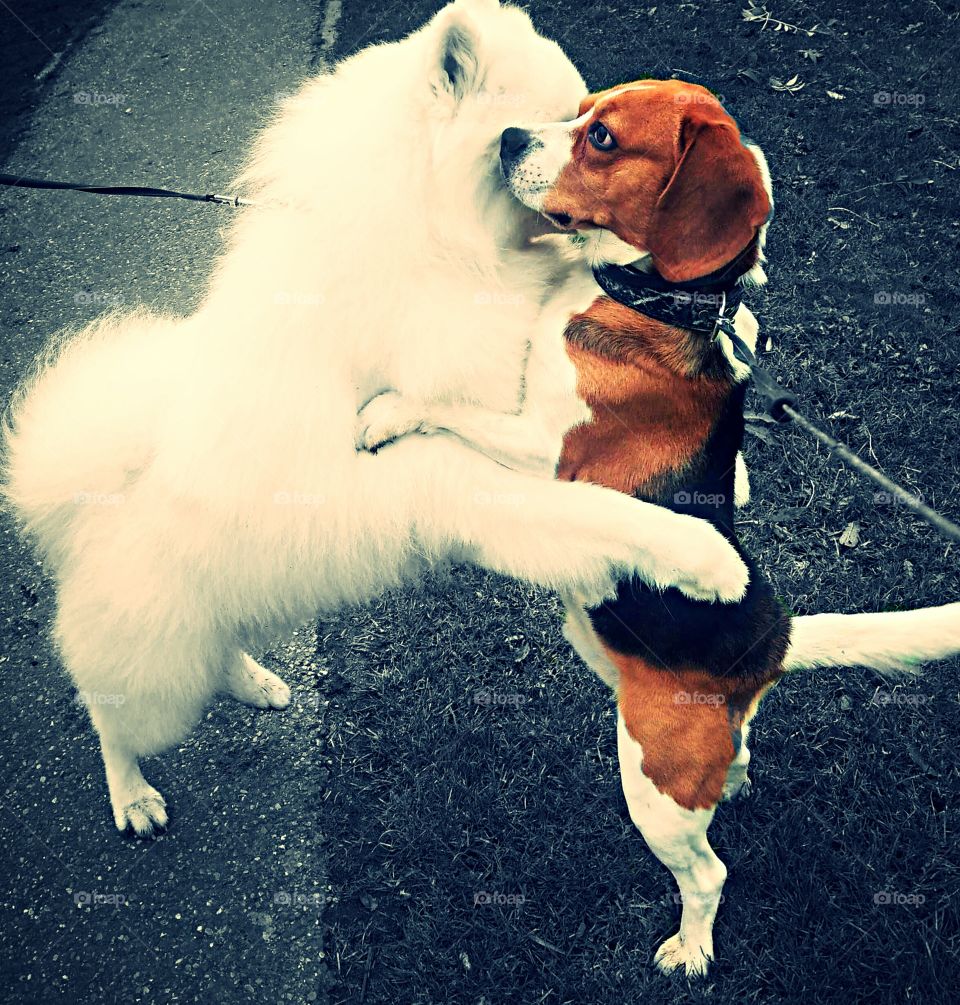 Hugging beagle with neighbor dog