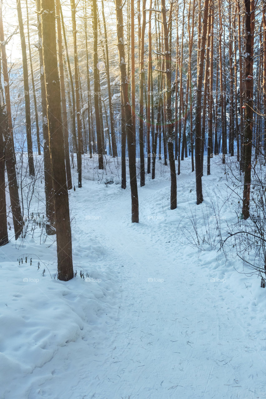 Sun in the winter forest