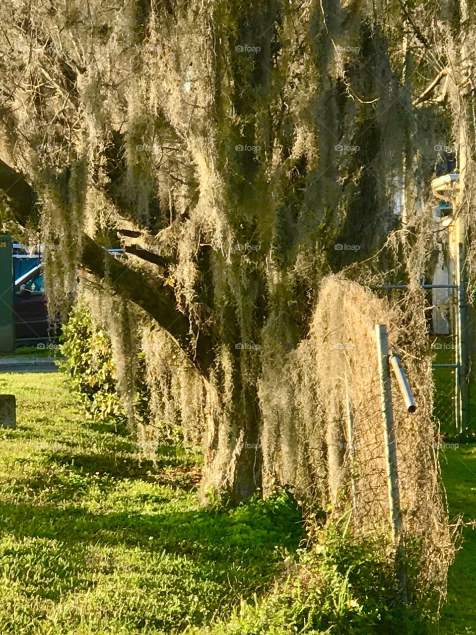 Old oak tree moss having beautifully touching by the sun.