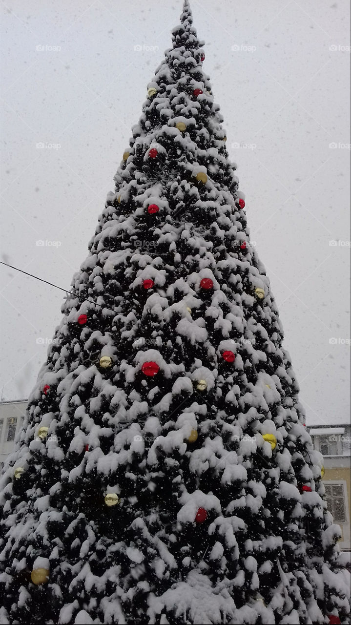 Biggest Christmas Tree