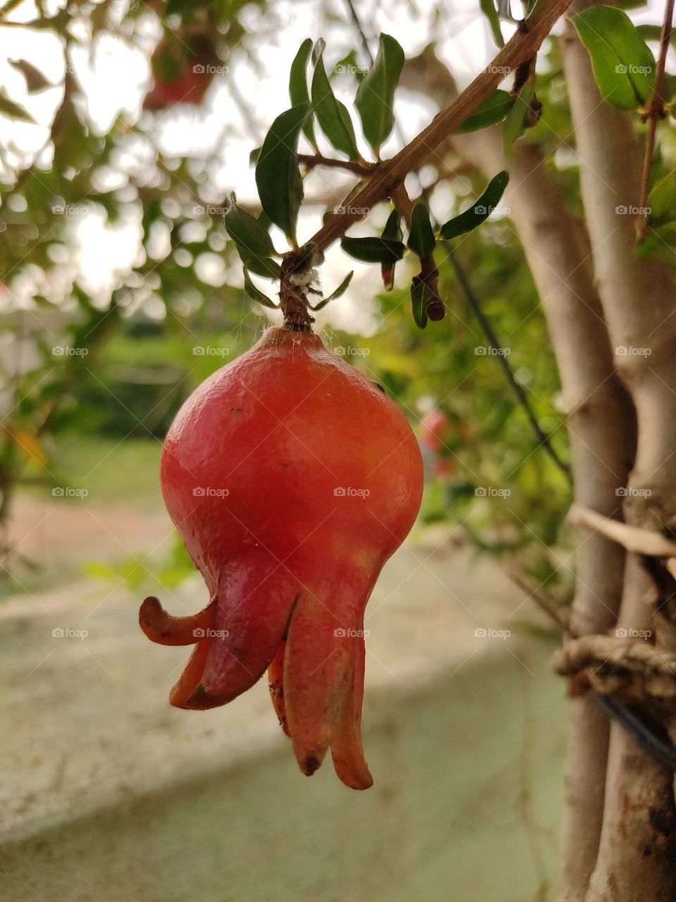 pomegranate farming at home