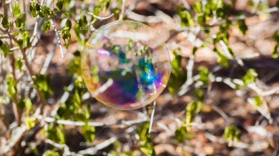 Reflection of leaf in bubble