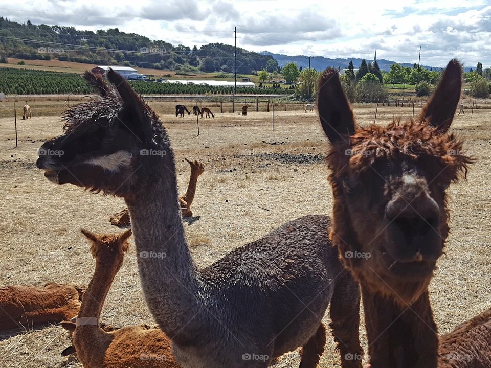 Close-up of alpacas