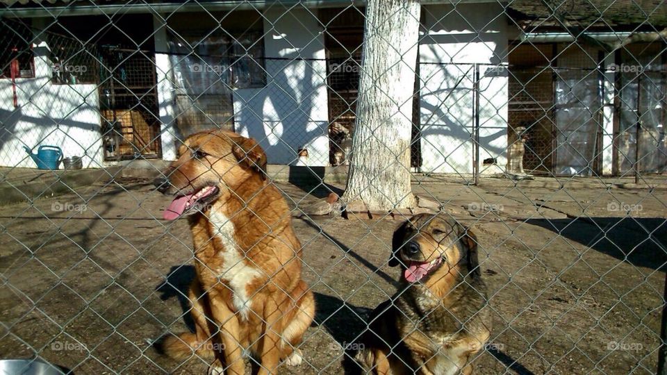 Let's help abandoned dogs 