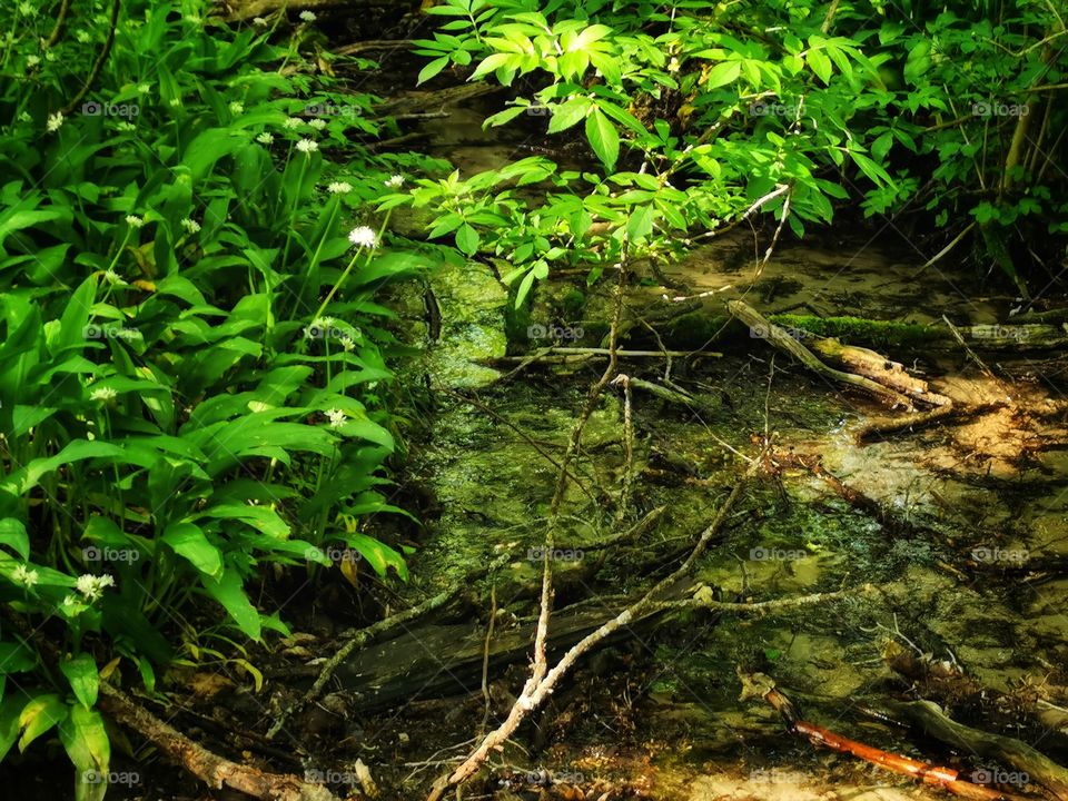 Green plant flower beauty nature greens outdoor