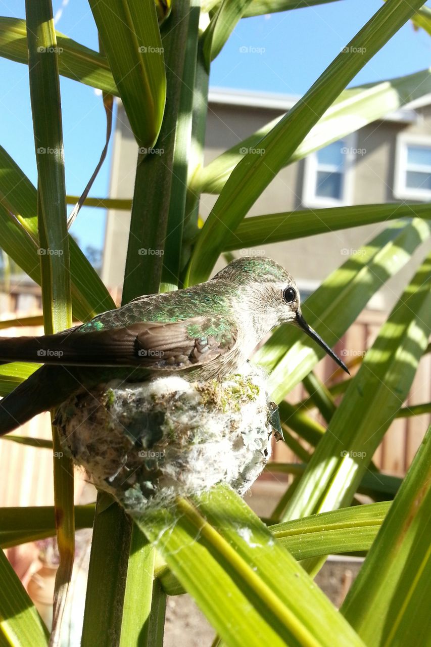 Hummingbird laying on nest. found this mother to be in parents backyard strapped my phone to the plant and used a motion sensor to take the picture