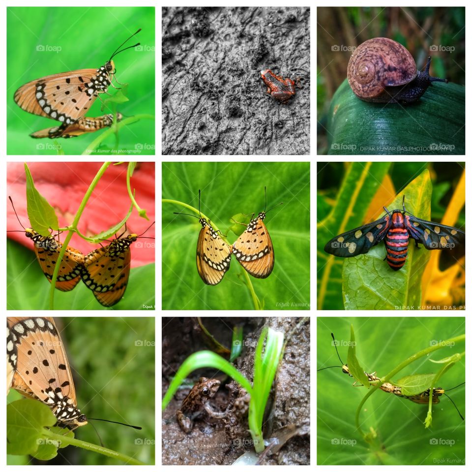 Wildlife photography