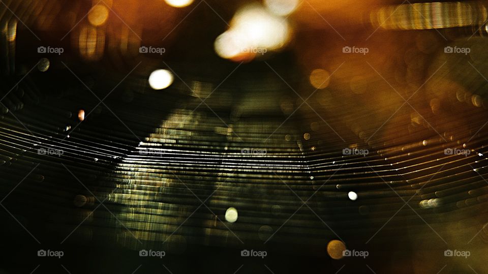 Macro Spider Web