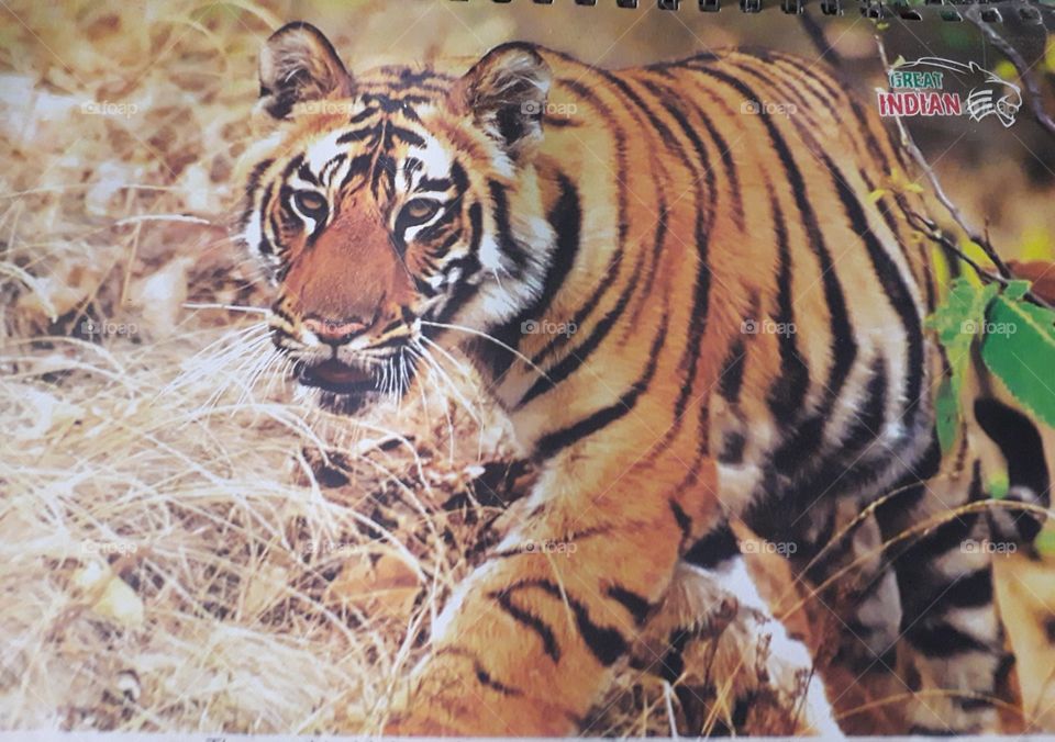 Indian  tiger