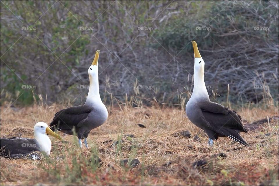 Albatross mating ritual