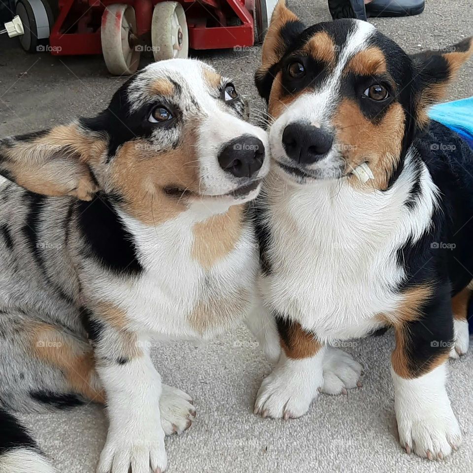 Epic corgi duo