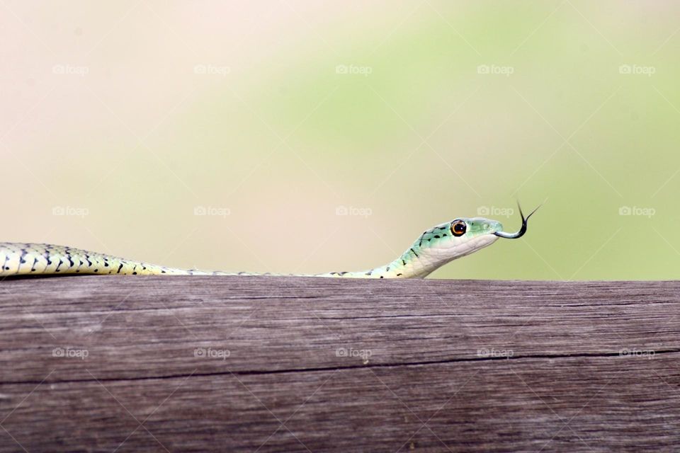 A Green boomslang snake hissing at me 