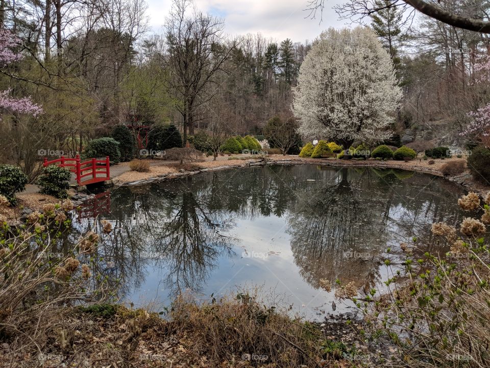 reflection on pond