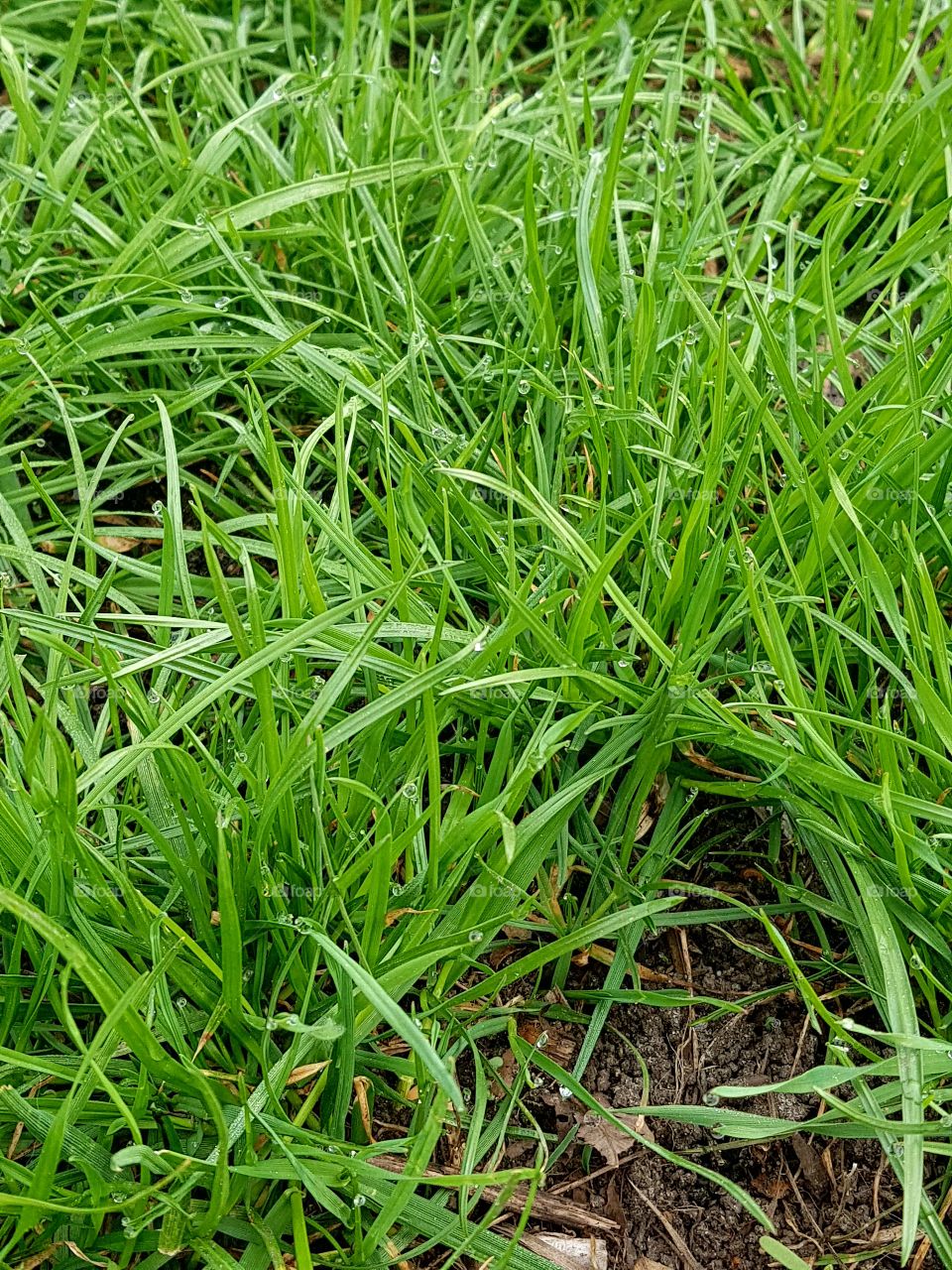 Grass, Flora, Lawn, Growth, Leaf