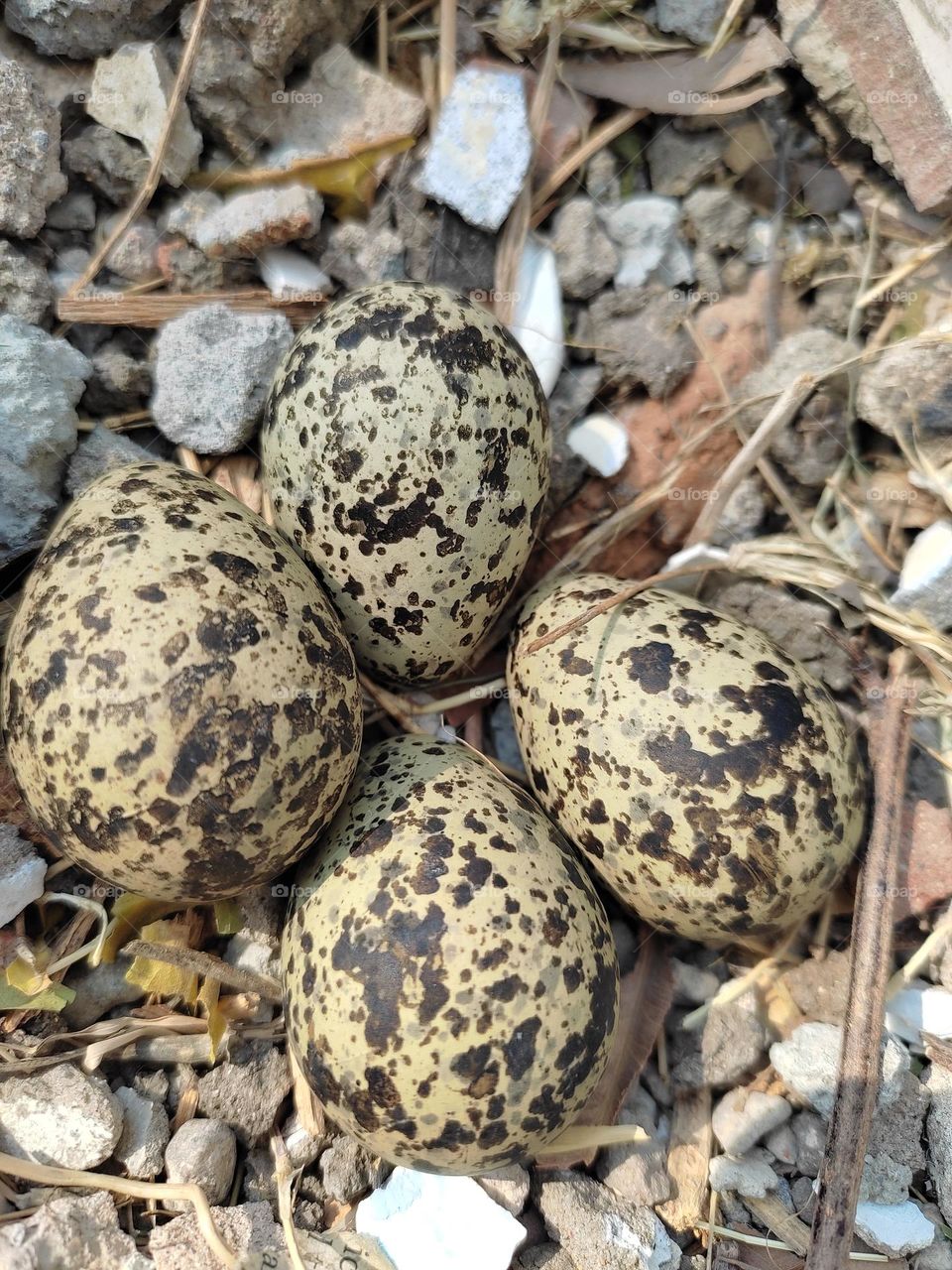 eggs of red wattled lapwing.