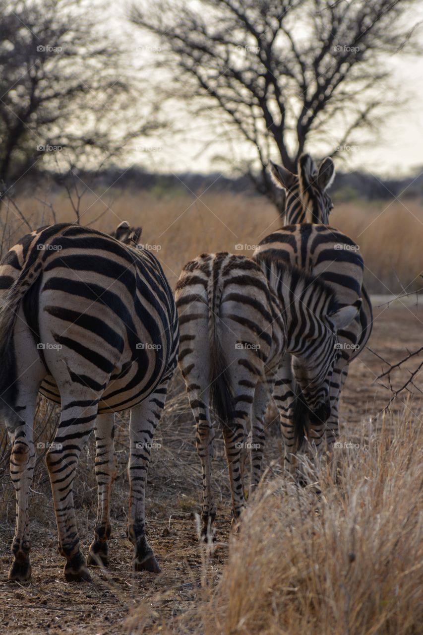 Black and white Zebra family Walking at sunset all three in a row in the winter bush with brown grass and a few trees surrounding them