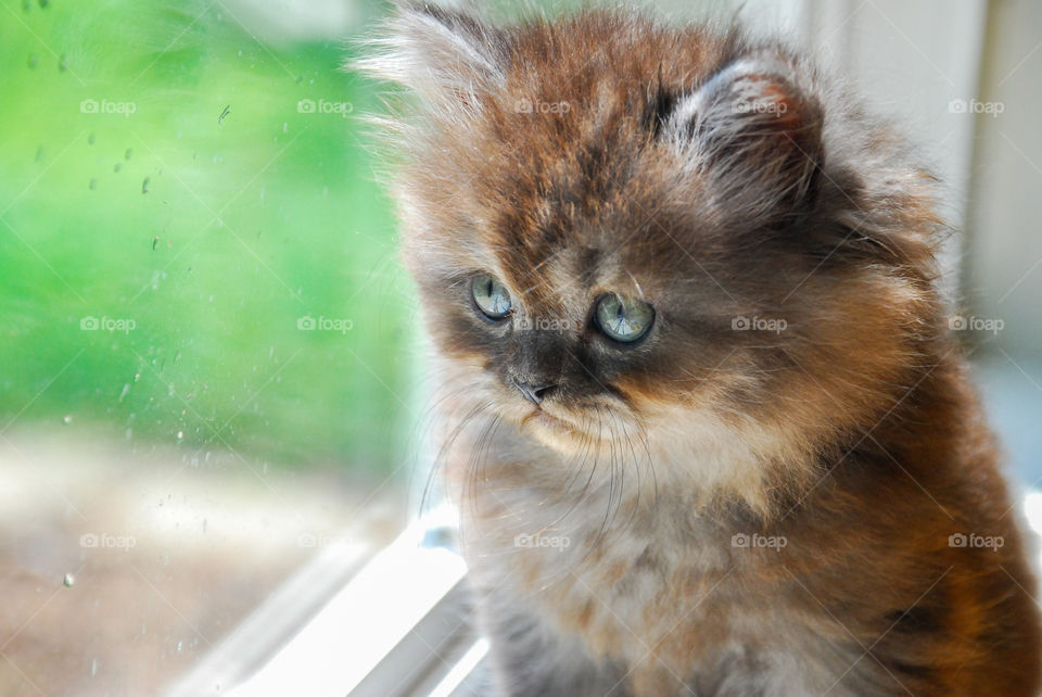 Cat in a window