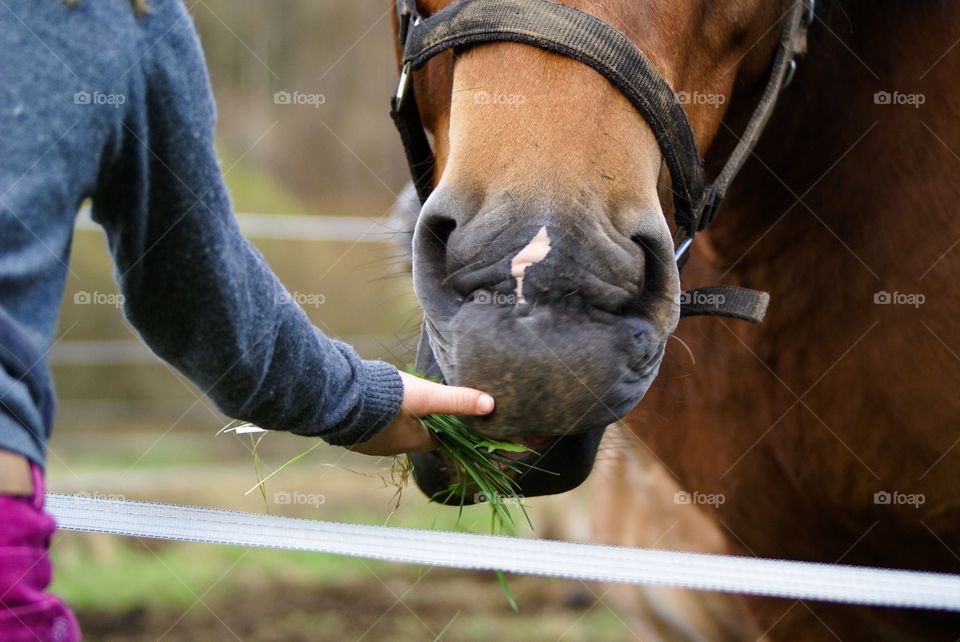 Close-up of hand feeding grass to horse