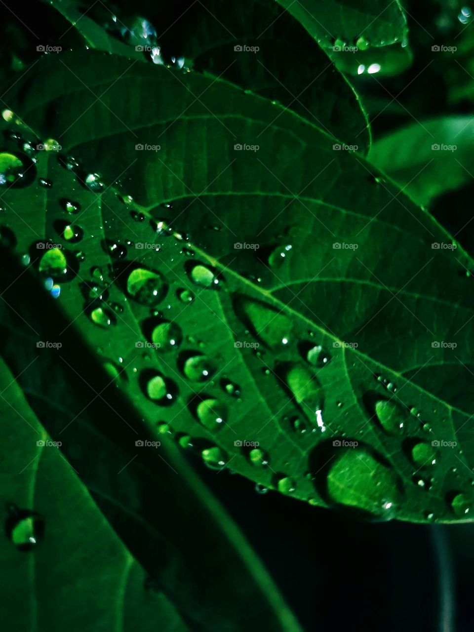 rain drops