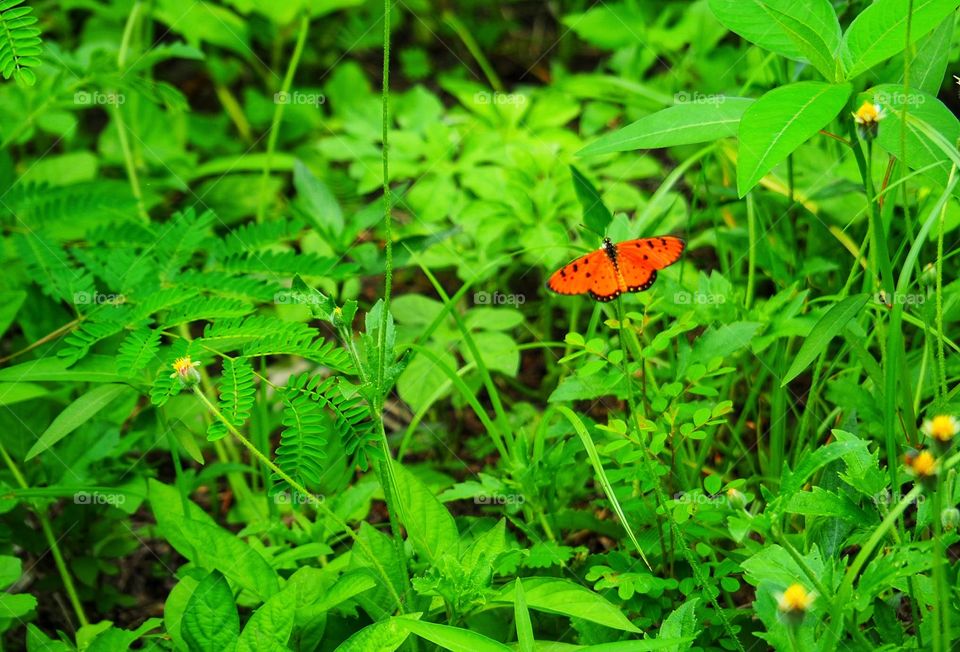 Orange butterfly among green leaves