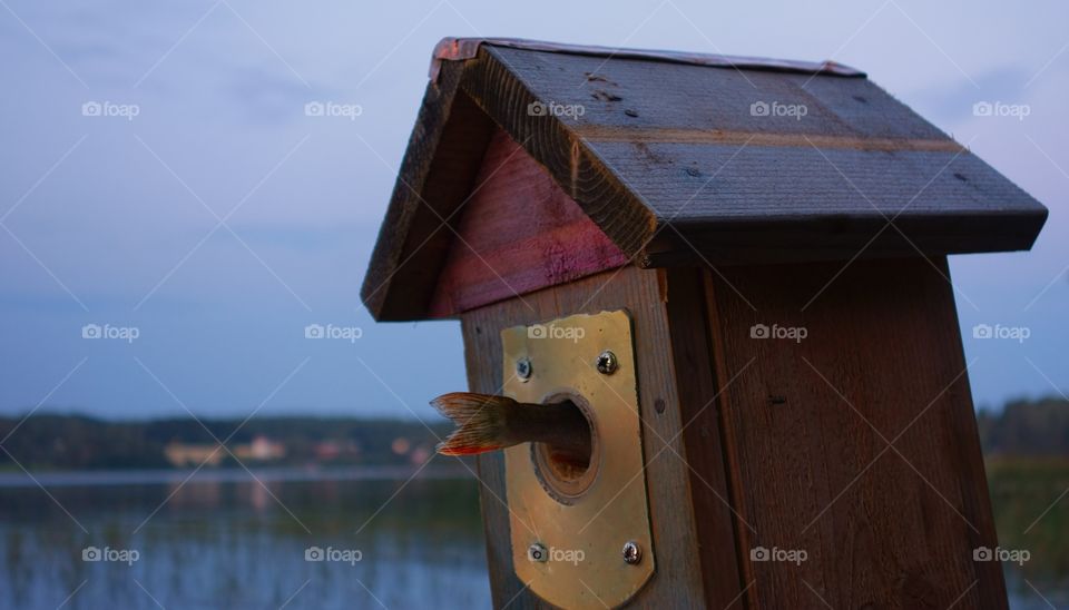 A fishtail in a birdhouse. Tail of a small perch fish coming out from a birdhouse entry on a summer evening by the lake in Nokia, Finland.