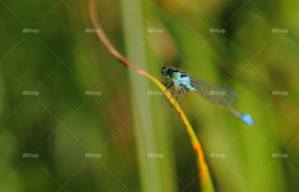 Damselfly On Leaf