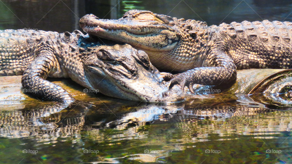 Gators cuddling