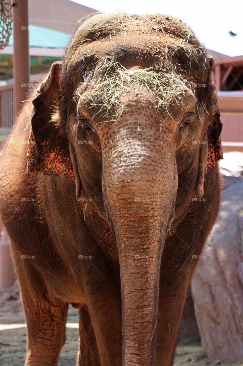 Adult Elephant at the El Paso Zoo