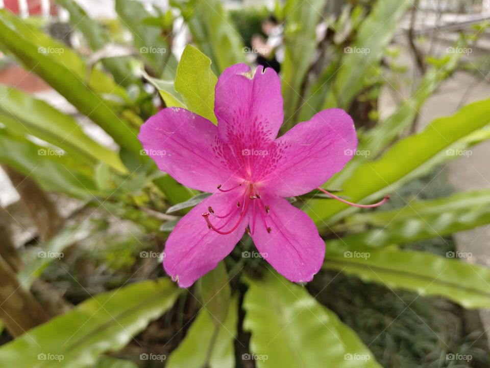 The azalea & the bird's-nest fern